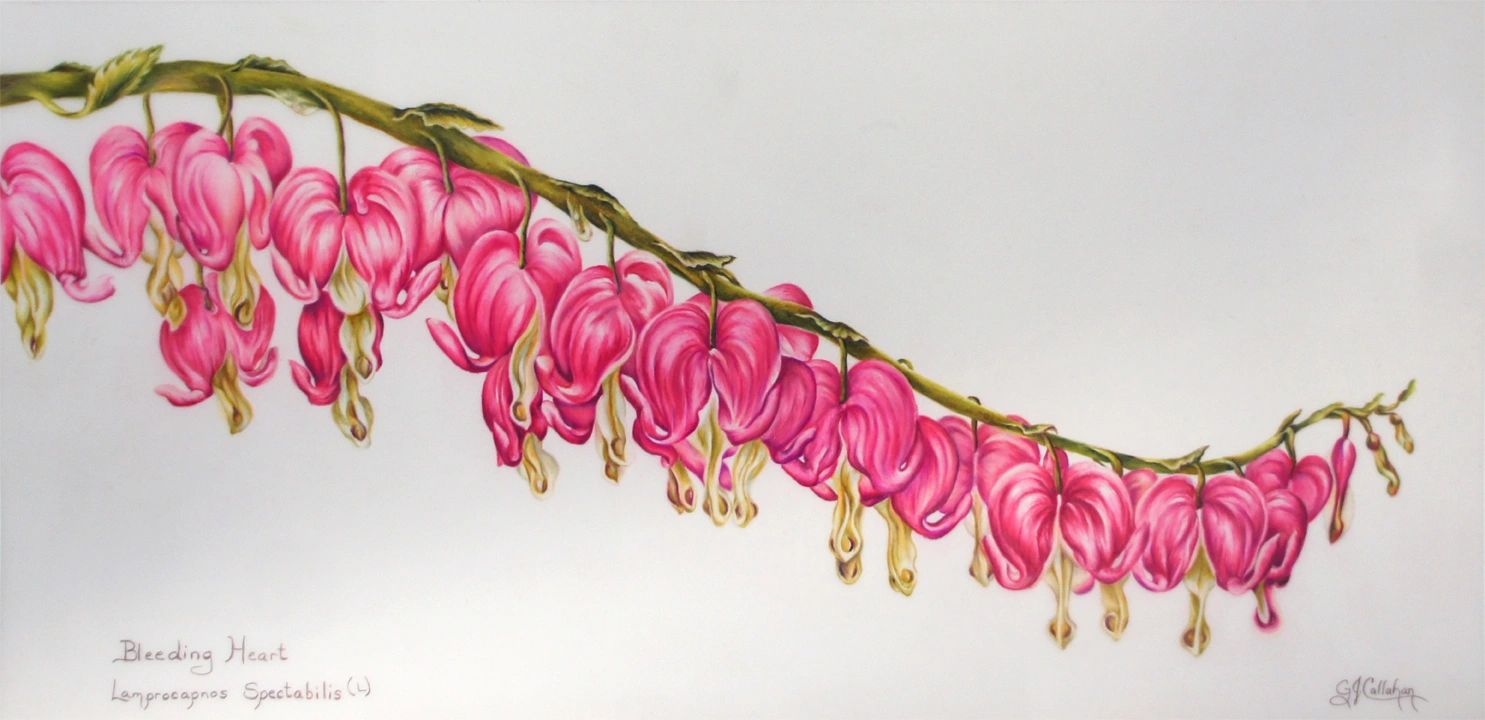 Hearts on a String - Bleeding Hearts colored pencil painting