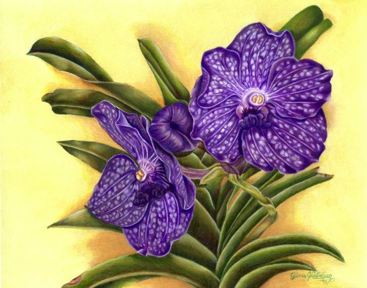 Vanda Orchid colored pencil painting
