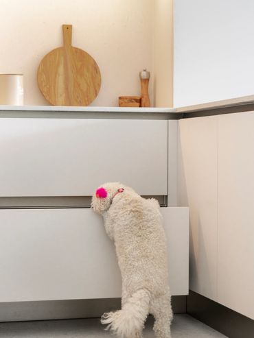 A puppy approves of Interiors by Eva Franco designed custom Italian kitchen (Veneta Cucine) in Miami