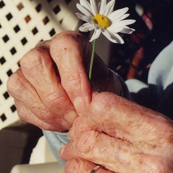 Elderly hands holding a daisy flower.