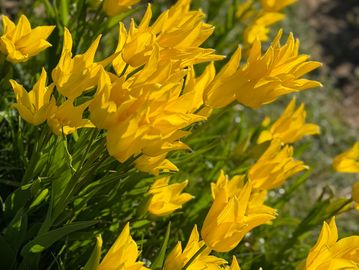 Bright yellow tulips blooming in sunlight.