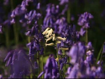 A white flower among purple flowers.