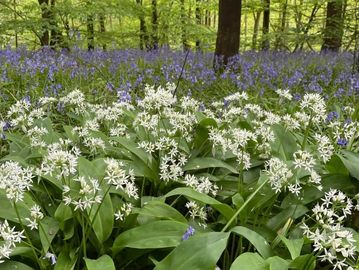 Wild garlic and blue bells, Kent.