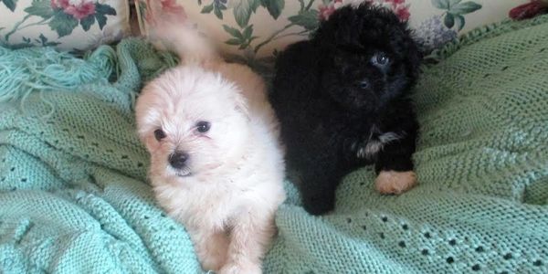 Puppies. . .