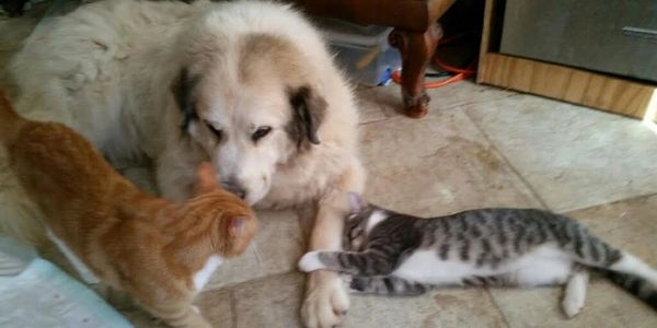 Great Pyrenees playing with cats. . .
