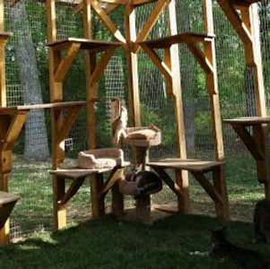 The Catio is 12' x 16' x 8' high with a roof, fully-fenced and containing 30 shelves made of Trex.  