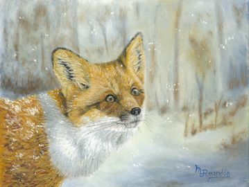 The Fox is out in the snow looking for food and a mate as it just starts to snow gently all around.