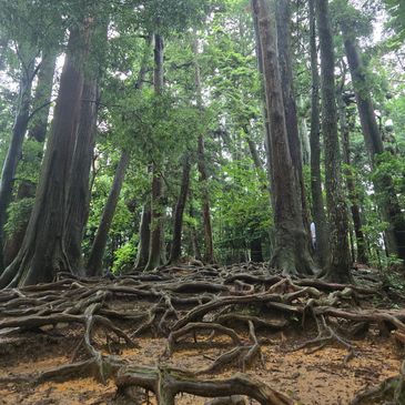 Path to Kibune on Mount Kurama. 
Mikao Usui  gained enlightenment in this forest on his 21 day spiri