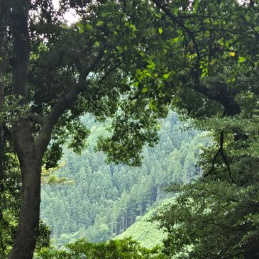Forest at Mount Kurama in Japan.
