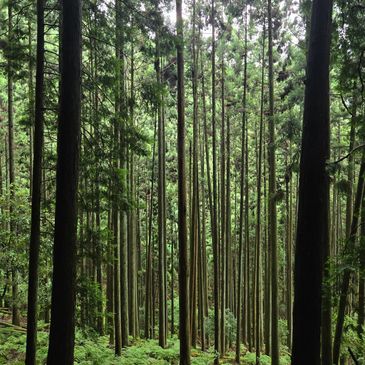 Mount Kurama Forest in Japan
