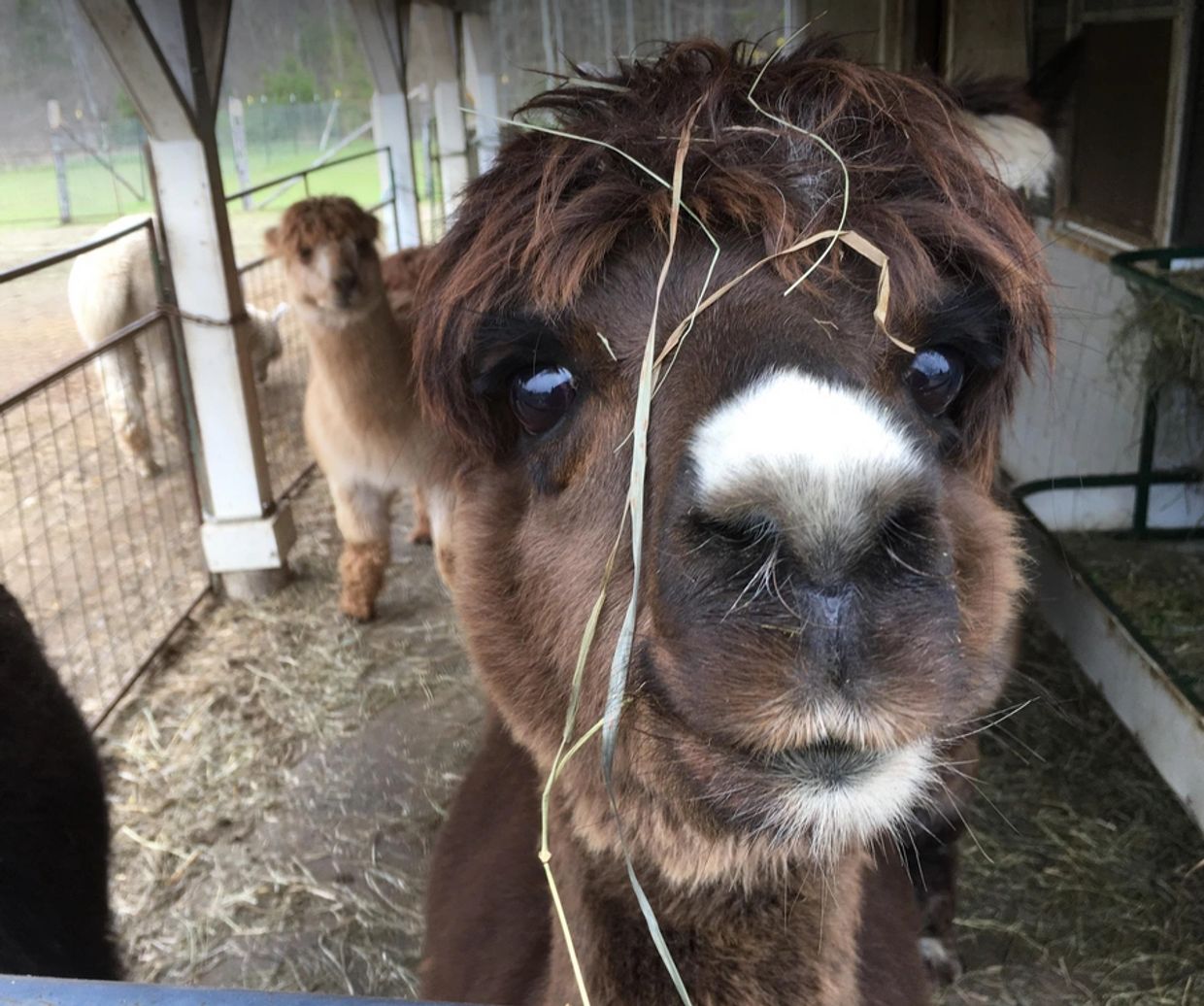 Close up of the face of an adorable alpaca with big, dark eyes and a white nose and appears to be sm
