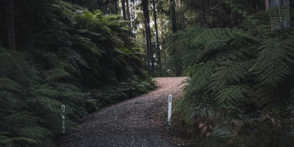 dirt path through the forest
