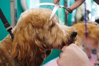 A cockapoo being groomed 