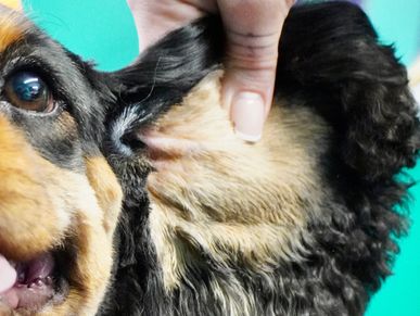Dog ears being shaped