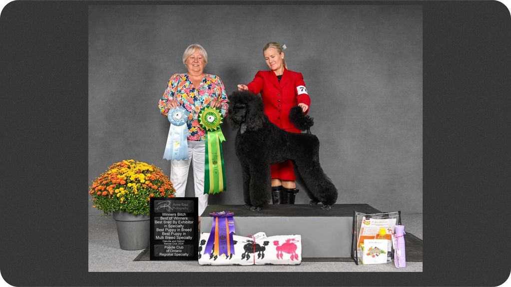 IVY  - Our first Chamion from the Navi x Halston Litter 