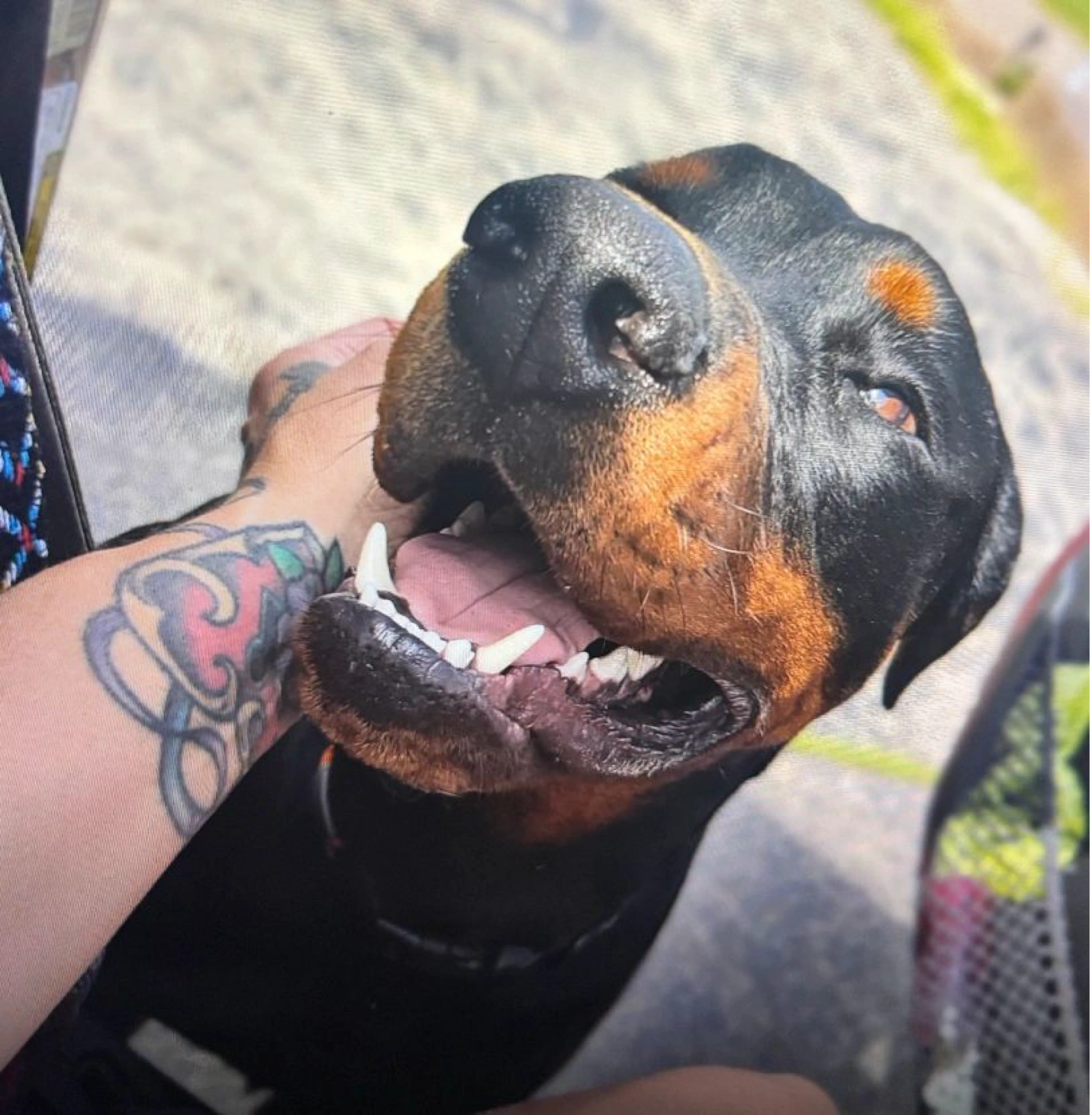 
A Day in the Life:
Your dog’s day is filled with fun and structure. We start with a morning


walk 