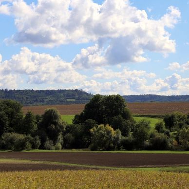 a field with trees and a sky filled with clouds