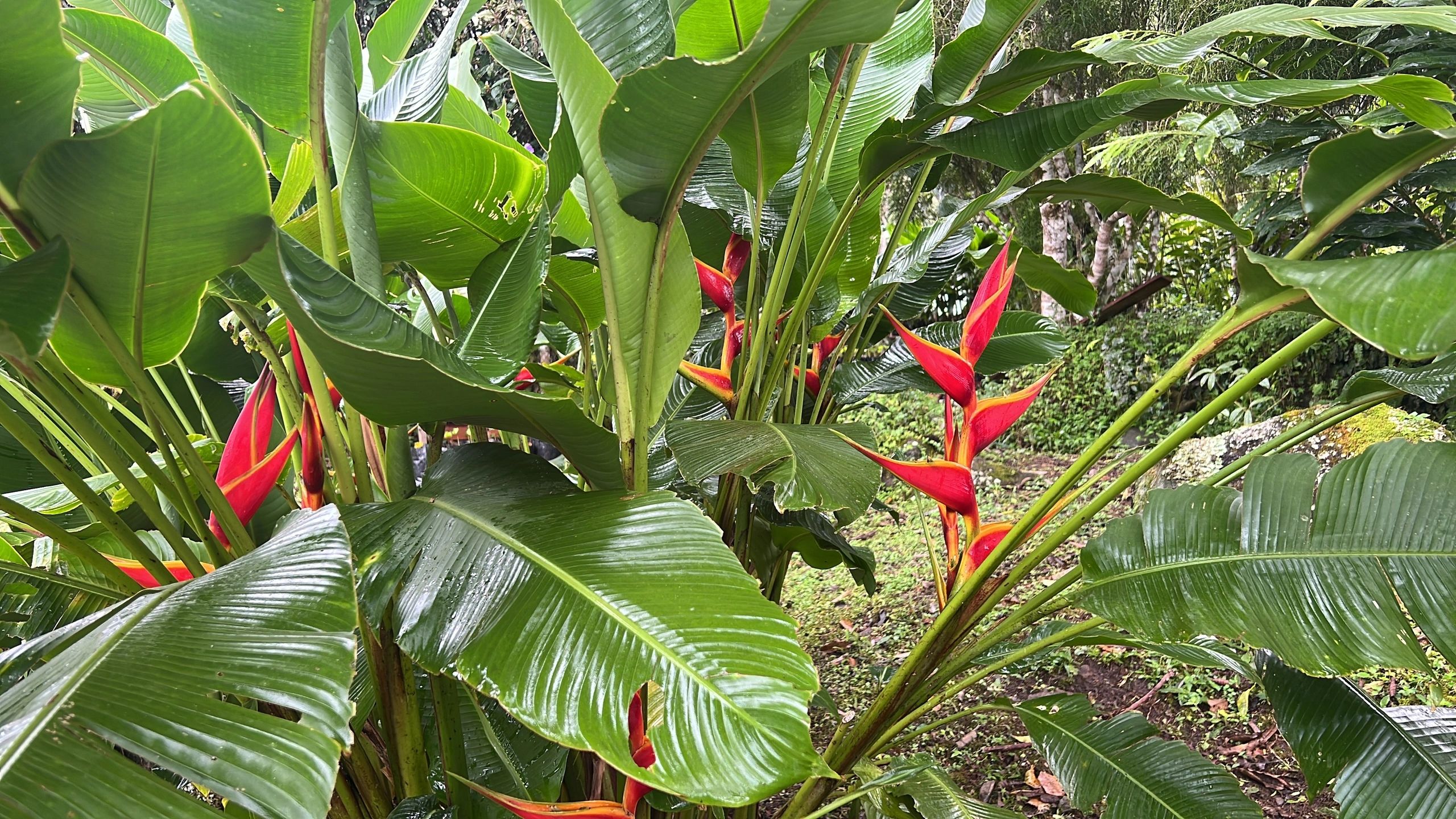 //img1.wsimg.com/isteam/ip/558acf51-5c71-4c0c-956e-7663a3e99142/Heliconias.jpg/:/rs=w:1300,h:800
