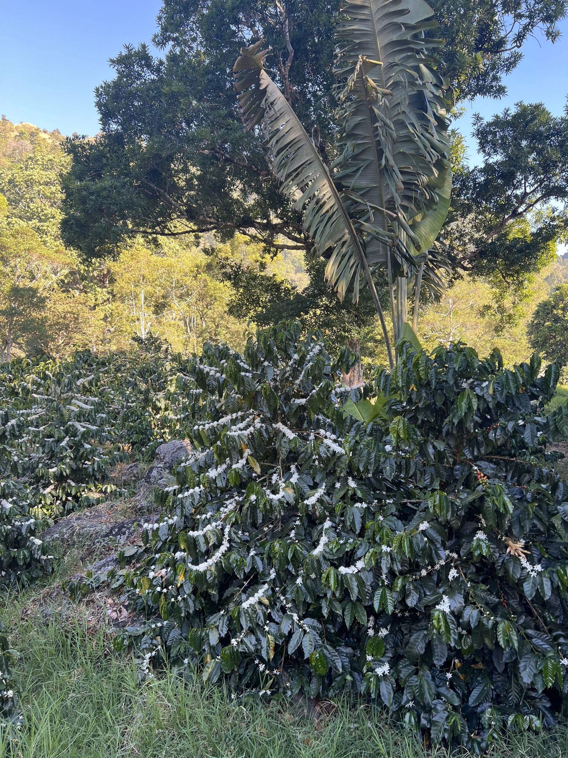 //img1.wsimg.com/isteam/ip/558acf51-5c71-4c0c-956e-7663a3e99142/Plantacion%20de%20cafe2.jpg/:/cr=t:0%25,l:0%25,w:100%25,h:100%25/rs=w:1300,h:800