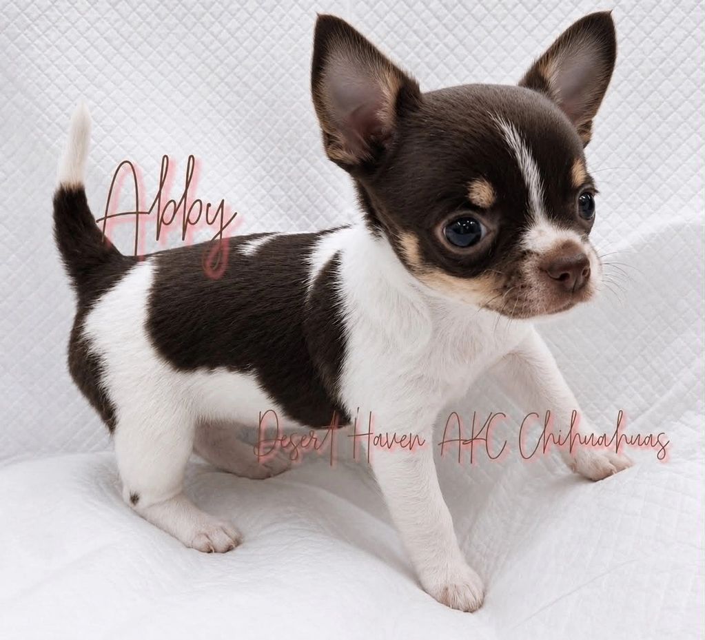 Unregistered chocolate tricolcor smooth coat Chihuahua available via Desert Haven Chihuahuas of Ariz