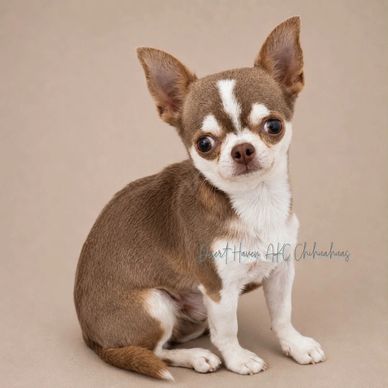 Cute brown and white Chihuahua sitting.