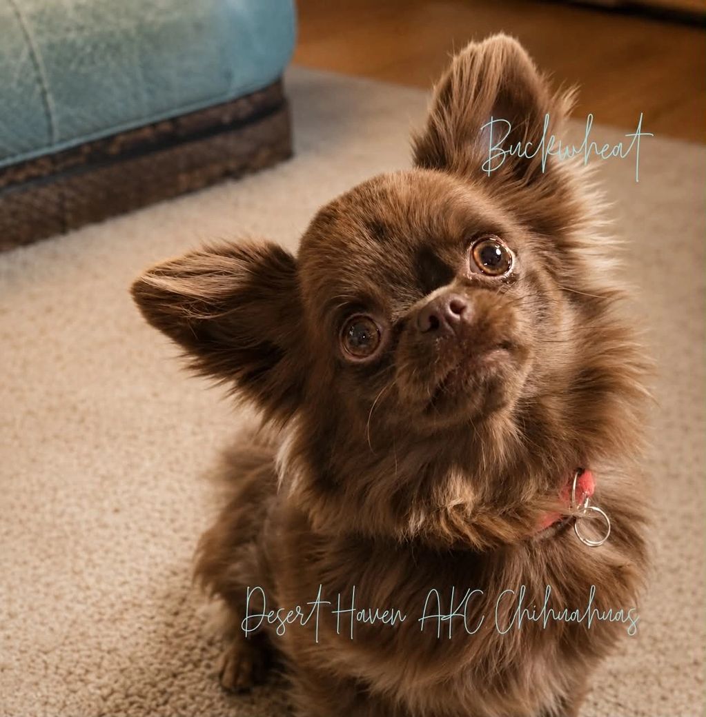 Chocolate AKC Chihuahua male 10 months and 3 lbs. Bred and owned by Desert Haven AKC Chihuahuas.