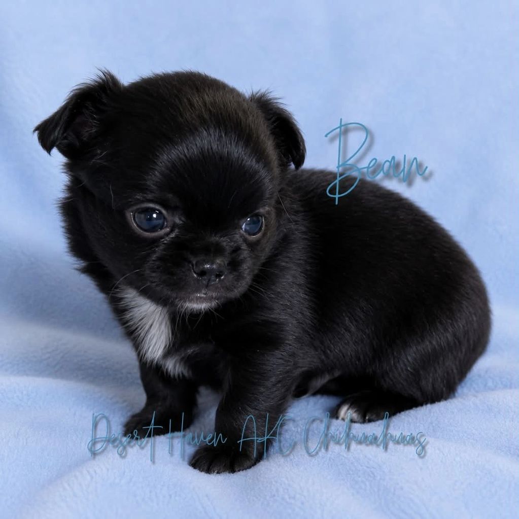 AKC black longcoat chihuahua with limited white markings owned by Desert Haven AKC CHihuahuas 