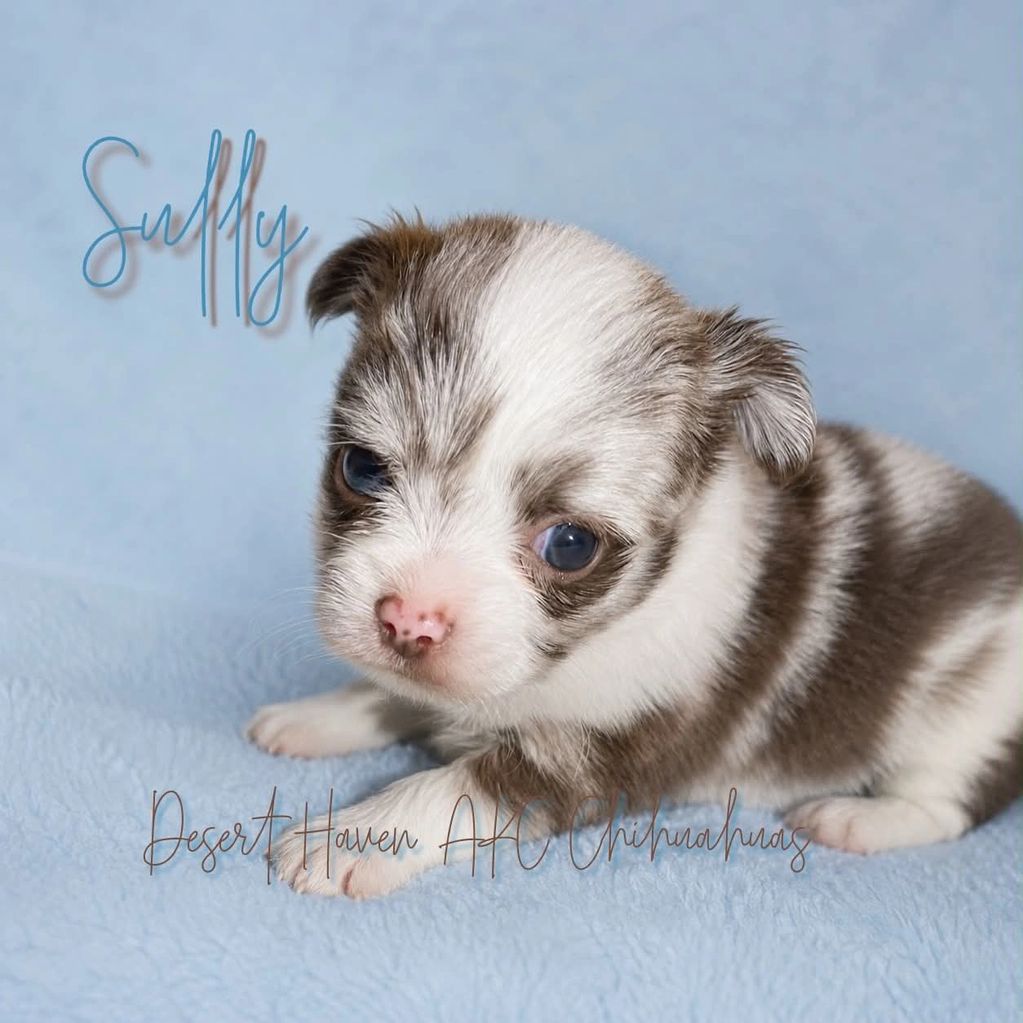 4w old AKC Chocolate merle spotted on white long coat chihuahua owned by Desert Haven Chihuahuas