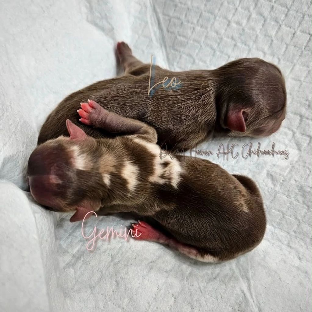 Two long coat variety AKC Chihuahuas born 09 August 2026 to Desert Haven AKC Chihuahuas of AZ
