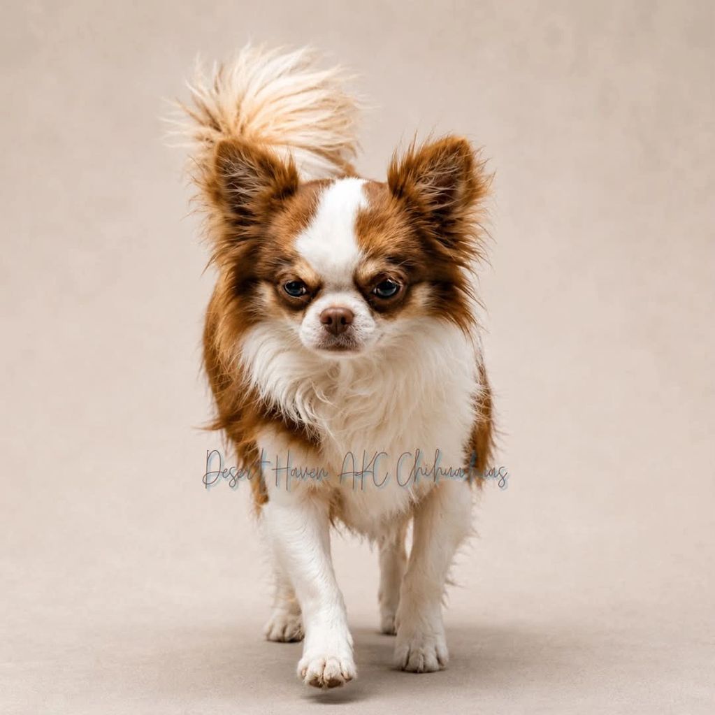 CH AKC Chihuahua LC male, chocolate and tan with white markings bred by Desert Haven AKC Chihuahuas