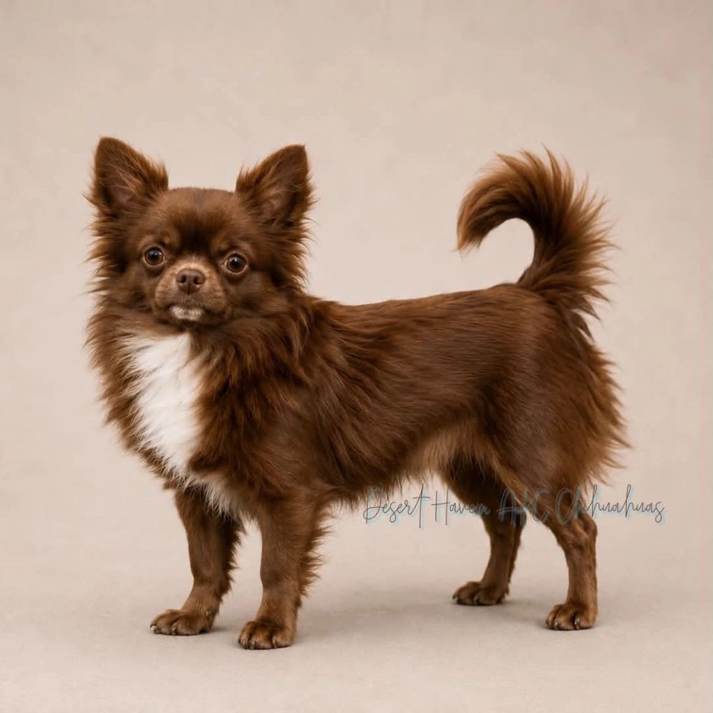 CH AKC Chihuahua LC male, chocolate with white markings owned by Desert Haven AKC Chihuahuas