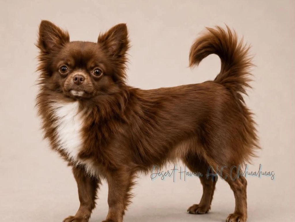 CH SWEET PC AT DESERT HAVEN
AKC TS62165301 - 10.27.2023
CH CERT DATE 21 FEB 25
