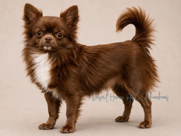 A small brown and white long-haired Chihuahua standing on a beige background.