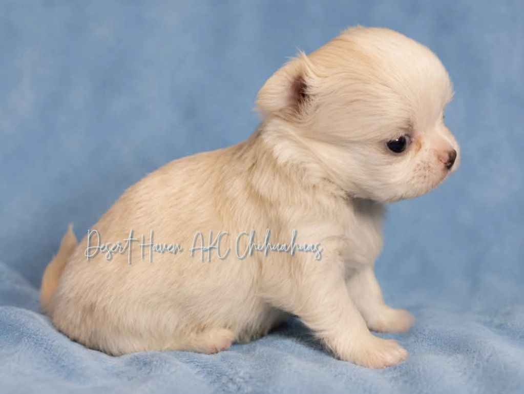 AKC Chihuahua LC male puppy born 04 May 2026 to Pam Padilla of Desert Haven AKC Chihuahuas 