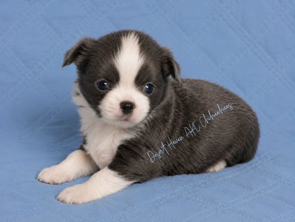 AKC Chihuahua LC male puppy born 04 May 2026 to Pam Padilla of Desert Haven AKC Chihuahuas 