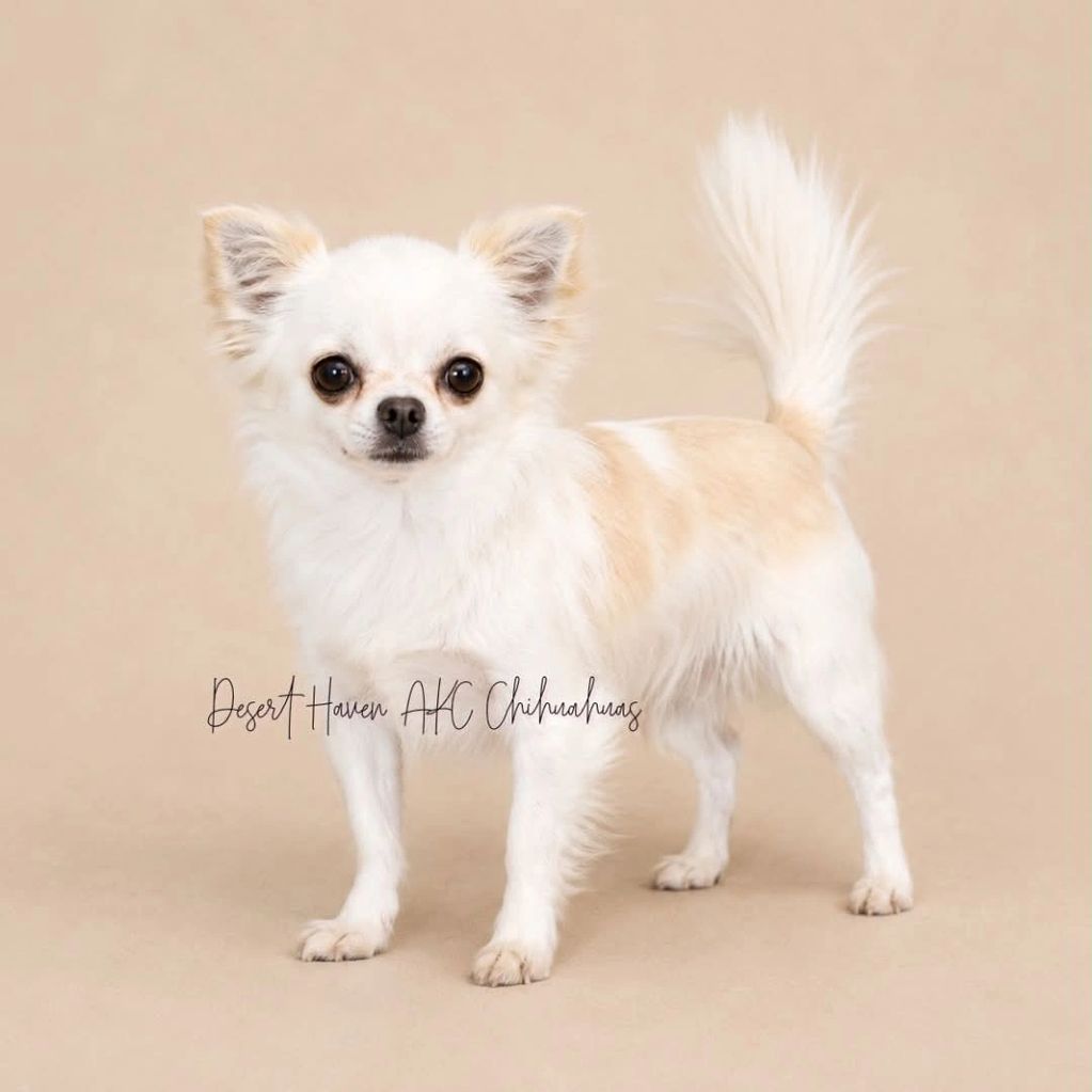 AKC Chihuahua, cream spotted on white long coat female Champion owned and bred by Desert Haven 