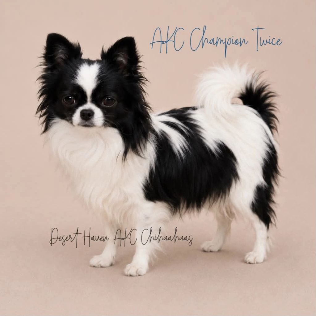 AKC Chihuahua male, called Twice owned by Desert Haven AKC Chihuahuas