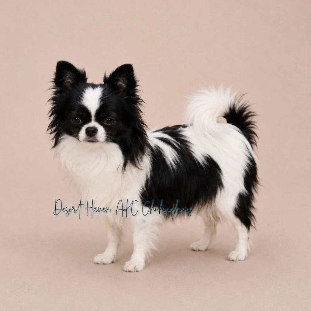 CH AKC Chihuahua LC male, black spotted on white owned by Desert Haven AKC Chihuahuas