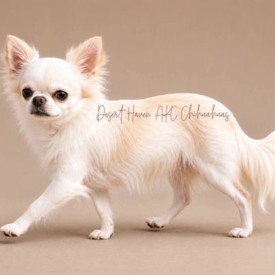 Long-haired white Chihuahua walking on a beige background.