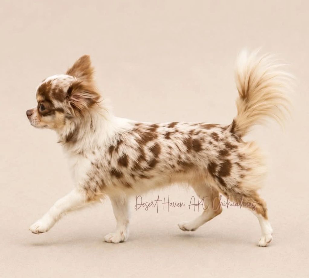 AKC Chihuahua long coat chocolate merle female named Cookie Dough bred by Desert Haven Chihuahuas
