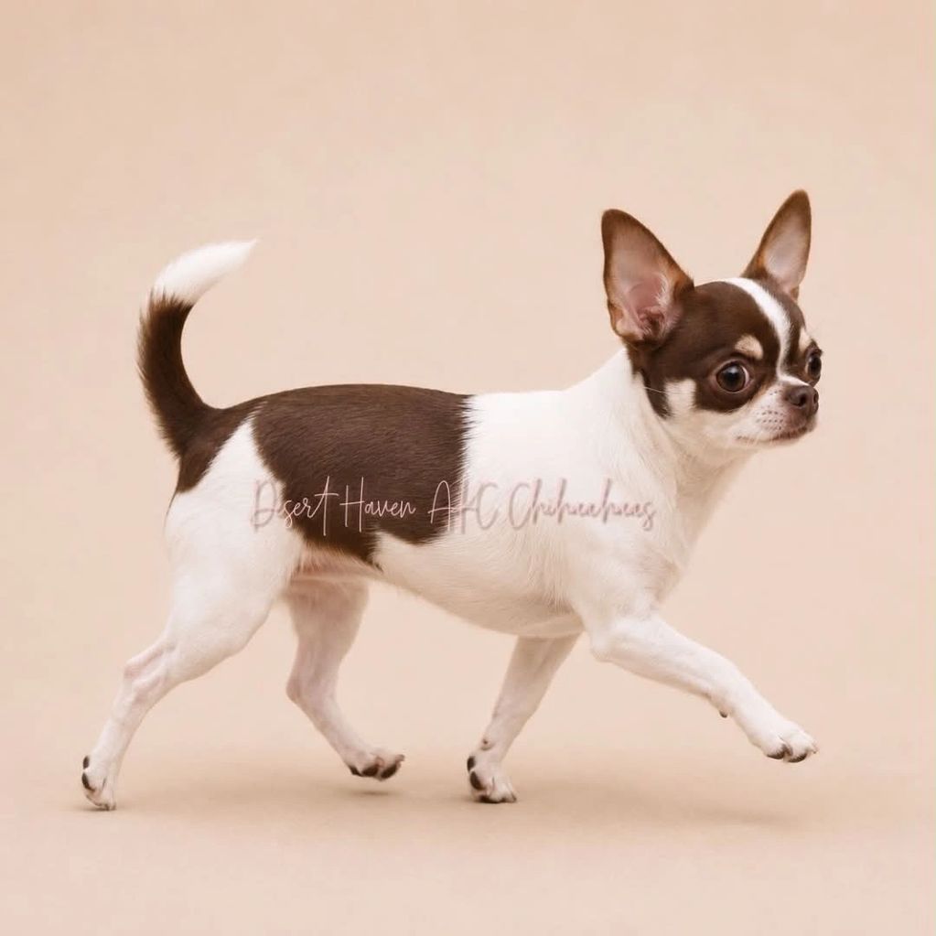 AKC chocolate tricolor spotted on white Chihuahua female show prospect bred by Desert Haven Chis