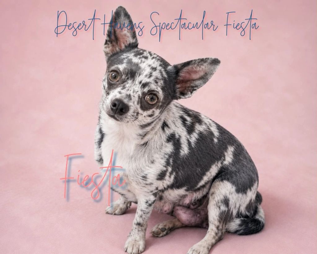 AKC Chihuahua female true blue merle bred by Pam Padilla of Desert Haven AKC Chihuahuas of Arizona
