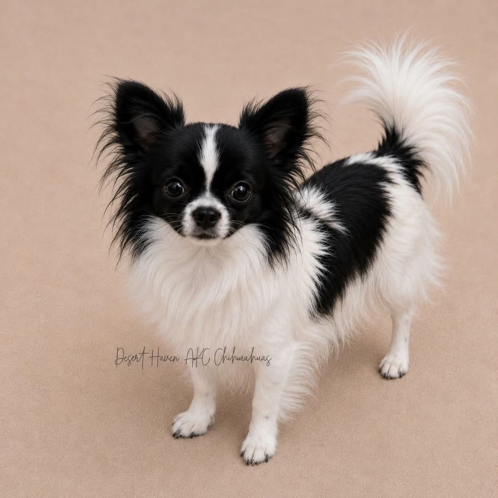 Black and white AKC Chihuahua long coat female owned by Desert Haven Chihuahuas AKC TS60825402