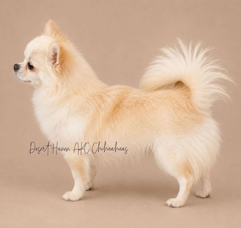 AKC Chihuahua LC fawn female AKC Champion owned and bred by Desert Haven AKC Chihuahuas