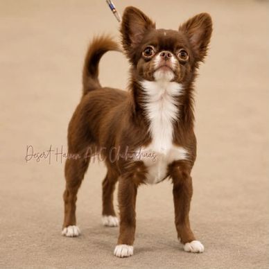 Small brown and white Chihuahua standing.