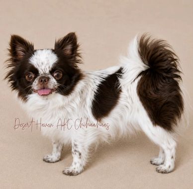 Small black and white long-haired Chihuahua dog.