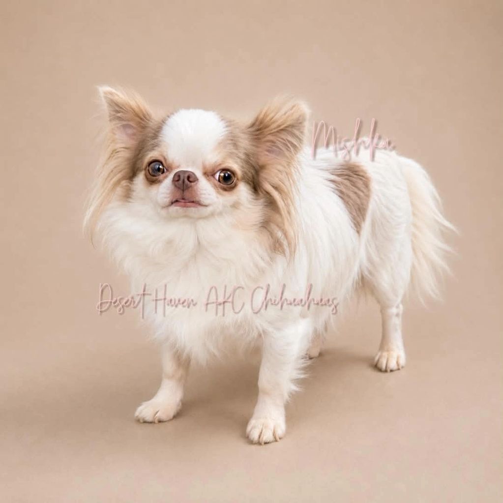 AKC Chihuahua female, lilac tricolor spotted on white named Mishka owned by Desert Haven Chihuahuas
