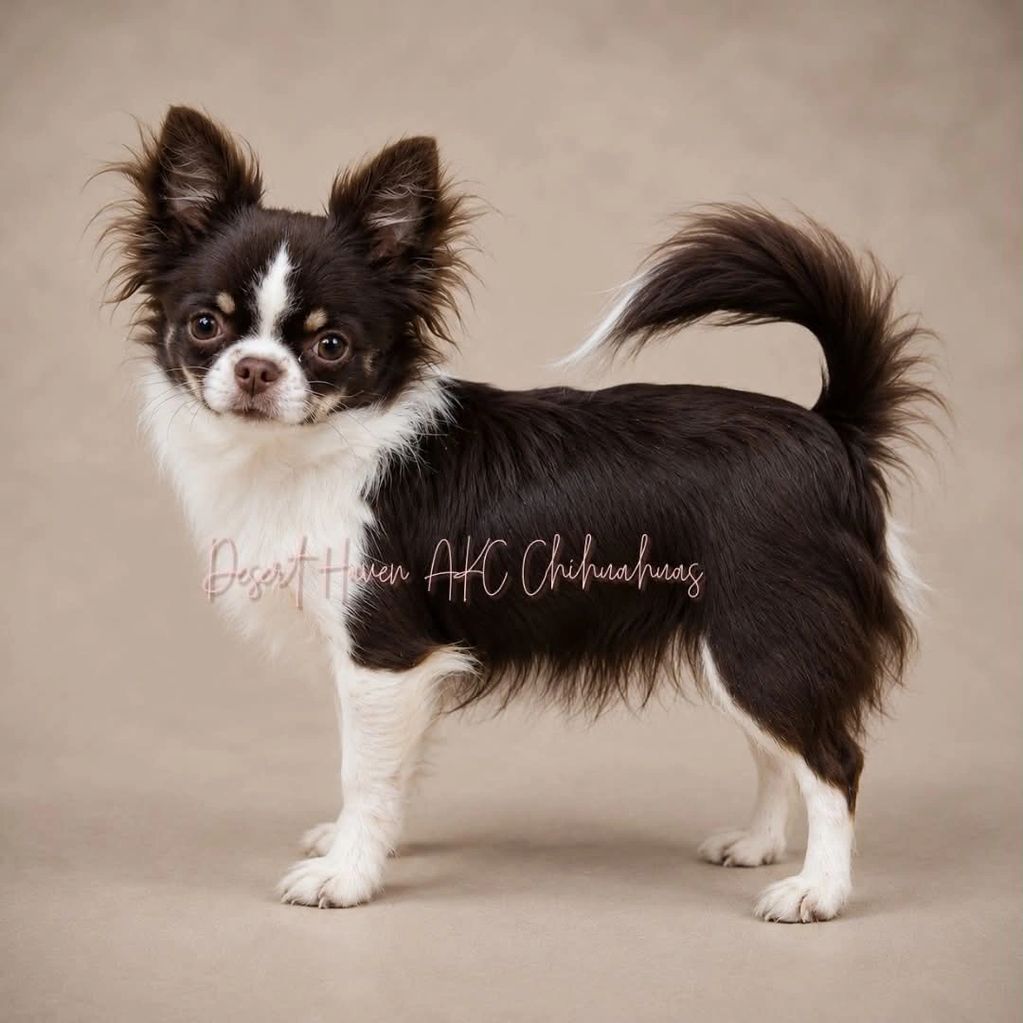 AKC Chihuahua long coat female, chocolate and tan white markings bred by Desert Haven Chihuahuas