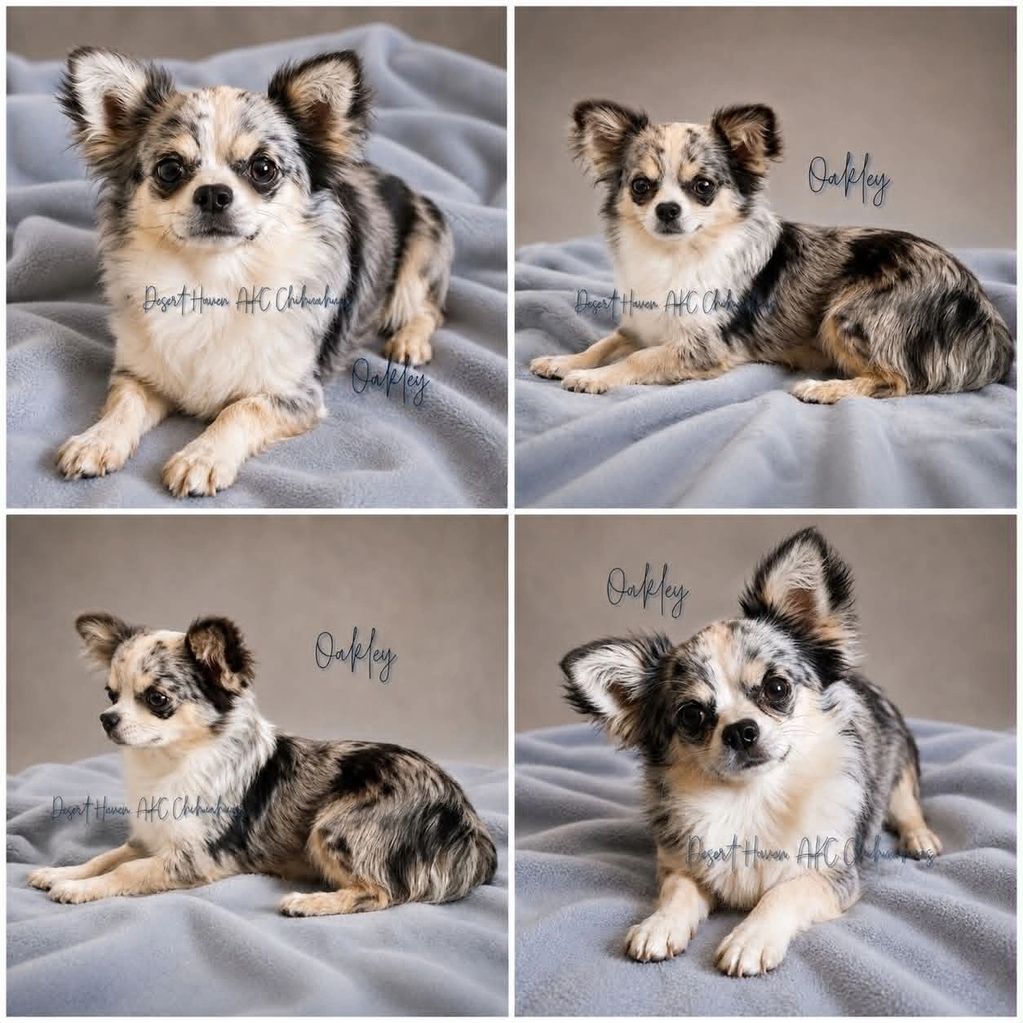 AKC Chihuahua long coat male available for sale from Desert Haven Chihuahuas of Arizona