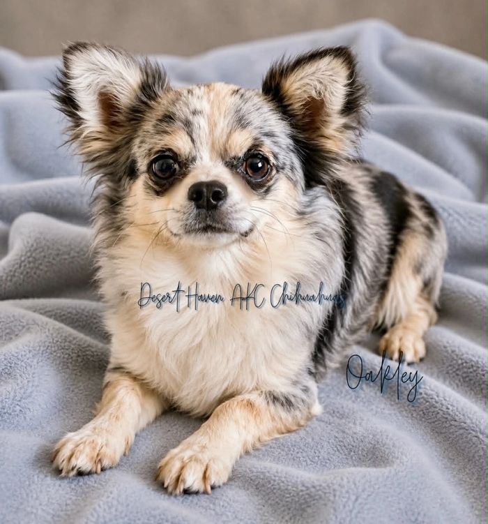 Long coat AKC Chihuahua male black and silver merle in color born to Desert Haven AKC Chihuahuas